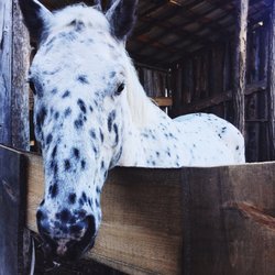 Magic Forest Farm - A few beauties who live on the property