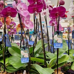 Lowe's Home Improvement - Inside, orchid plants for sale