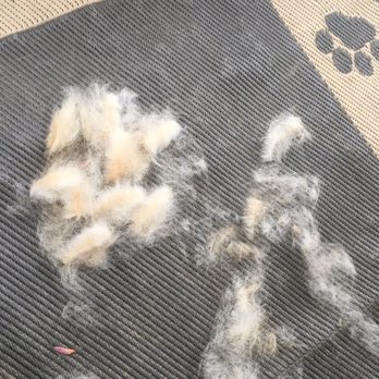 Pawsitivity Pet Spa - This would not be from a dog who was just groomed - Pet Groomers Near Me - Asheville, North Carolina Pawsitivity Pet Spa - This would not be from a dog who was just groomed - Pet Groomers Near Me - Asheville, North Carolina
