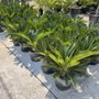 Photo of San Antonio Nursery