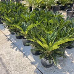 San Antonio Nursery