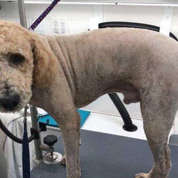 Reese's Rainbow Mobile Pet Salon - Pet Groomers Near Me Reese's Rainbow Mobile Pet Salon - Pet Groomers Near Me