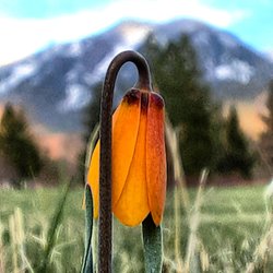 Chase Captures - Yellow Bell posing for Dancing Boy