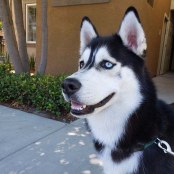 Paws Appeal Grooming - Panda - Pet Groomers Near Me - Lake Elsinore, California