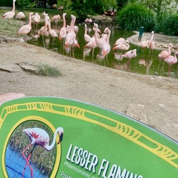 Memphis Zoo - Lesser Flamingos -Zambezi River Hippo Camp Exhibit - Zoos Near Me - Memphis, Tennessee Memphis Zoo - Lesser Flamingos -Zambezi River Hippo Camp Exhibit - Zoos Near Me - Memphis, Tennessee