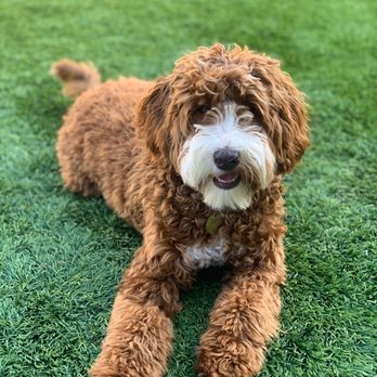 Elite Blend Labradoodles - Pet Breeders Near Me Elite Blend Labradoodles - Pet Breeders Near Me