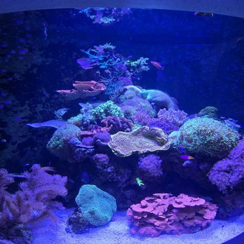 Oregon Coast Aquarium - Aquariums Near Me - Newport, Oregon Oregon Coast Aquarium - Aquariums Near Me - Newport, Oregon