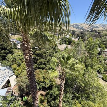 Oasis Tree Service - Palm tree Trimming. - Tree Services Near Me - San Jose, California Oasis Tree Service - Palm tree Trimming. - Tree Services Near Me - San Jose, California