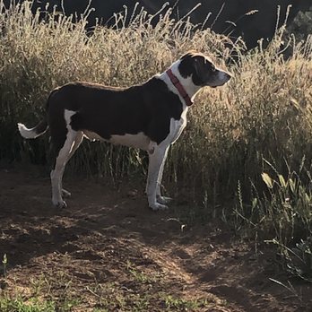 Calaveras Veterinary Clinic - The unlucky patient. - Veterinarians Near Me - San Andreas, California Calaveras Veterinary Clinic - The unlucky patient. - Veterinarians Near Me - San Andreas, California