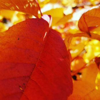 Matthews Tree Care - Ash leaf in fall color. - Tree Services Near Me Matthews Tree Care - Ash leaf in fall color. - Tree Services Near Me