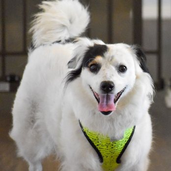 Wishful Thinking K9 - Pet Training Near Me Wishful Thinking K9 - Pet Training Near Me