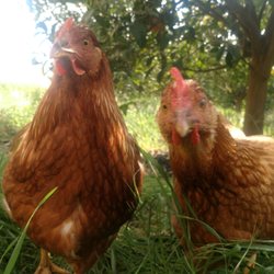 Niki Farms