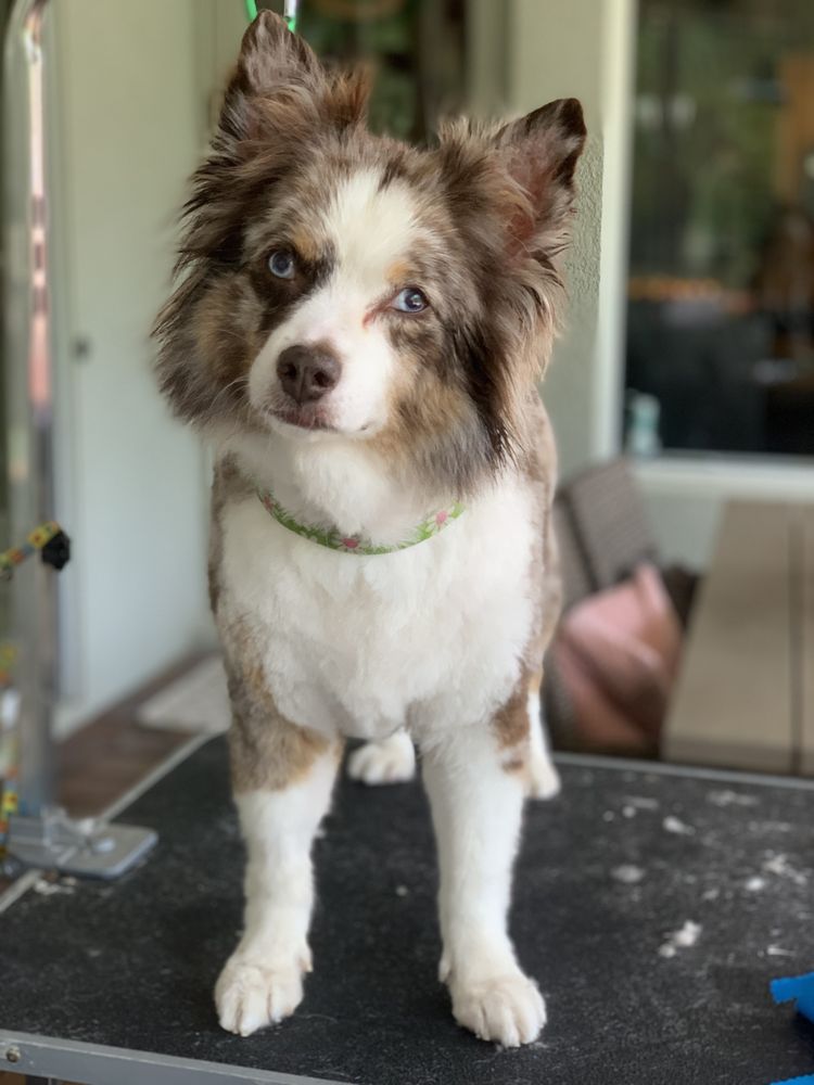 WAG WITH SWAG MOBILE GROOMING Updated June 2024 13 Photos