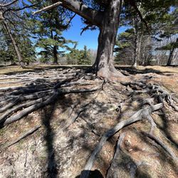 Odell Park - Very old tree.