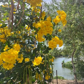 Phoenix Zoo - Yellow flowers - Zoos Near Me - Phoenix, Arizona Phoenix Zoo - Yellow flowers - Zoos Near Me - Phoenix, Arizona