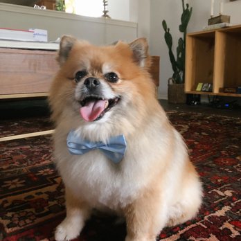 K & A Grooming - All smiles! - Pet Groomers Near Me - Pflugerville, Texas K & A Grooming - All smiles! - Pet Groomers Near Me - Pflugerville, Texas