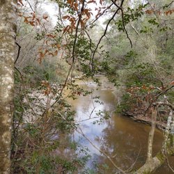 Desoto National Forest - Tuxachanie Trail POW Camp - This is the stream along thr desoto trail