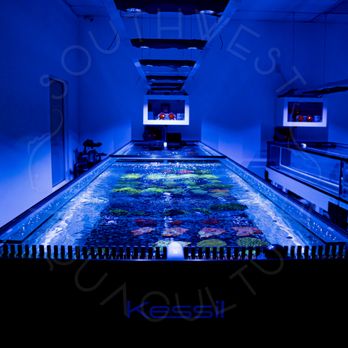 Southwest Aquaculture - Coral Farm - We design, install, and maintain saltwater aquariums. We also aquaculture beautiful corals! Give us a call today! - Aquarium Services Near Me - Mesa, Arizona Southwest Aquaculture - Coral Farm - We design, install, and maintain saltwater aquariums. We also aquaculture beautiful corals! Give us a call today! - Aquarium Services Near Me - Mesa, Arizona