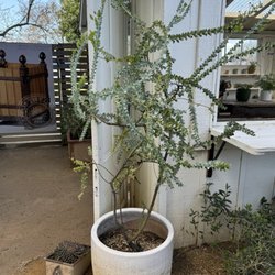 Bodega Los Alamos