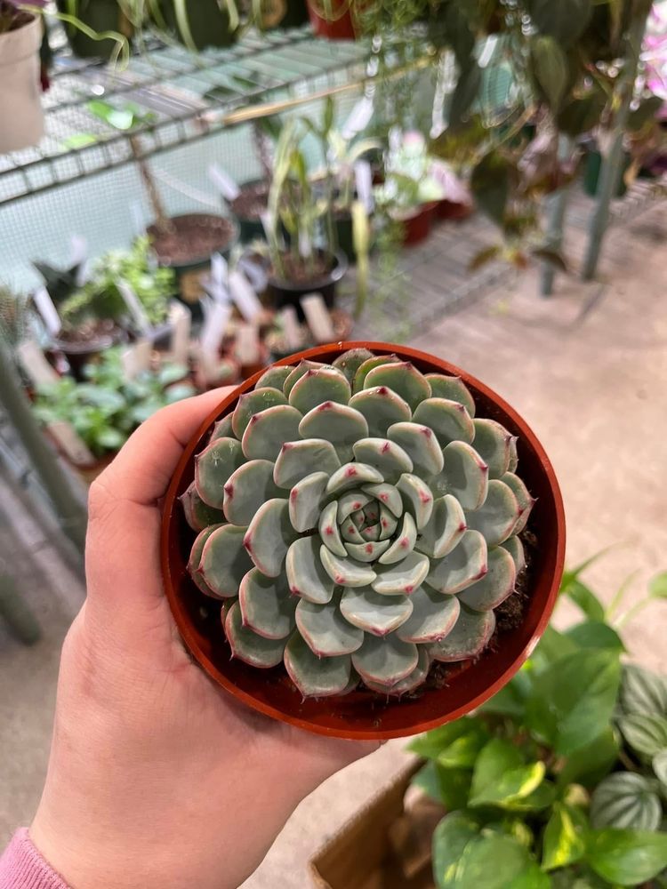 Roots ‘N Shoots Plants Logo