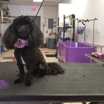 Shampoodles - Pet Groomers Near Me - Melvindale, Michigan