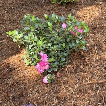 Lot Fence Works - Azalea - Fences & Gates Near Me - Concord, California Lot Fence Works - Azalea - Fences & Gates Near Me - Concord, California
