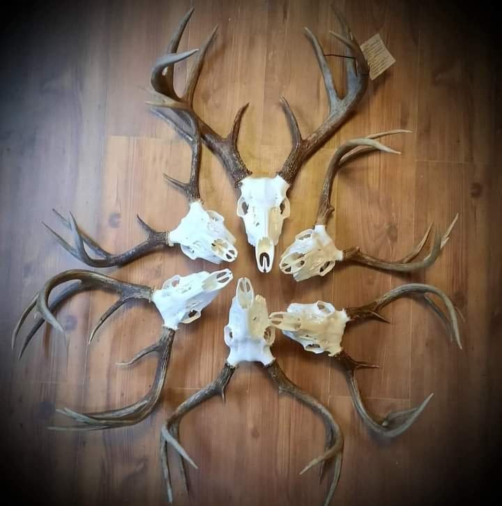 B & B Euro Mounting - taxidermy in Mabelvale, AR