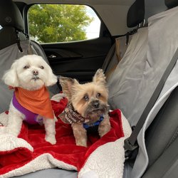 Furrever Friends - Liverpool - Beauty day!