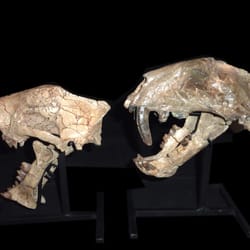 Fossil Shack - Saber Tooth Cat Skulls