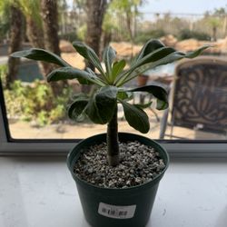 OC Succulents - Brighamia insignis I bought at OC Succulents