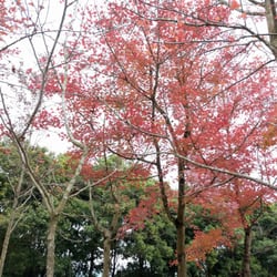 大欖郊野公園