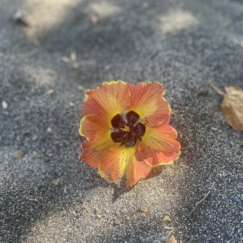 49 Black Sand Beach - Love this picture!  The contrast from the bright flower to the black sand is stunning - Beaches Near Me - Kamuela, Hawaii