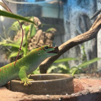 Plants On Broadway - Reptar the store Madagascar Day Gecko! - Nurseries & Gardening Near Me - Portland, Oregon Plants On Broadway - Reptar the store Madagascar Day Gecko! - Nurseries & Gardening Near Me - Portland, Oregon