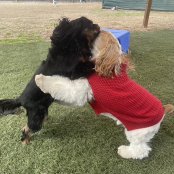 Almost Home Pet Retreat - Hugs & Kisses!!!! - Pet Sitting Near Me - Conroe, Texas Almost Home Pet Retreat - Hugs & Kisses!!!! - Pet Sitting Near Me - Conroe, Texas