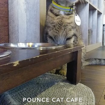 Pounce Cat Cafe - Pet Adoption Near Me - Charleston, South Carolina Pounce Cat Cafe - Pet Adoption Near Me - Charleston, South Carolina
