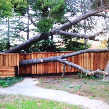 Higby Tree Services - the perfect fall, no damage to the fence during the fall and extraction of the tree - Tree Services Near Me - Placerville, California