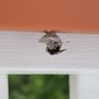 Photo of Best Known Pest & Wildlife 