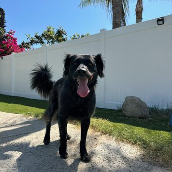 Venturing Pack Dog Services - Happy Gracie! - Pet Training Near Me Venturing Pack Dog Services - Happy Gracie! - Pet Training Near Me