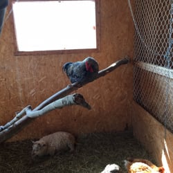 D'Amours - Not sure if this is a hen or turkey?