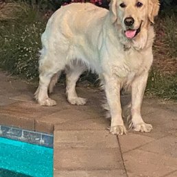 Our Golden Retriever Honey by the family pool Our Golden Retriever Honey by the family pool