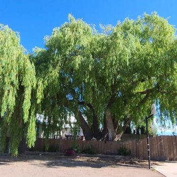 Reynolds Tree Service - Tree Services Near Me - Monte Vista, Colorado