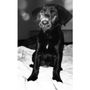 Photo of Dubuque Regional Humane Society