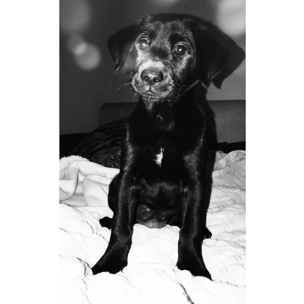 DUBUQUE REGIONAL HUMANE SOCIETY Updated October 2024 4242