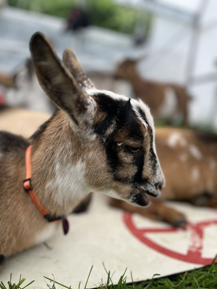 Happy Goats Farm Logo