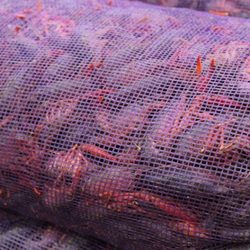 Big Boys Seafood - Live crawfish