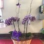Alfa Flower Shop