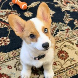 Riverfront Dog Training - Millie