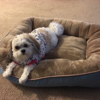Pet Food Express - A plush bed for miss Dylan Monroe precision pet products "Snoozy" play hard and rest easy $39.99 she loves it. - Pet Stores Near Me - Long Beach, California Pet Food Express - A plush bed for miss Dylan Monroe precision pet products "Snoozy" play hard and rest easy $39.99 she loves it. - Pet Stores Near Me - Long Beach, California