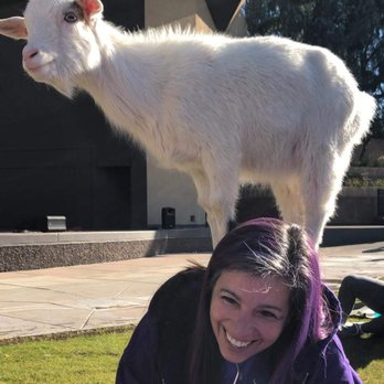 Goat Yoga - Yoga Near Me