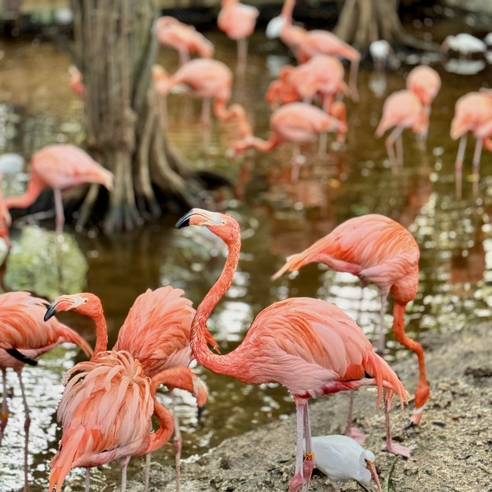 Neko Bueno (@nekoblackcat.bsky.social) — Bluesky, image size:1000x1000